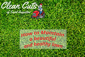 How to Maintain a Healthy Lawn in St Augustine