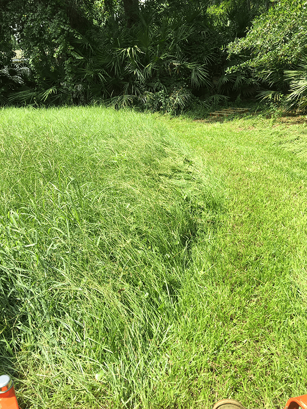saint augustine overgrown grass