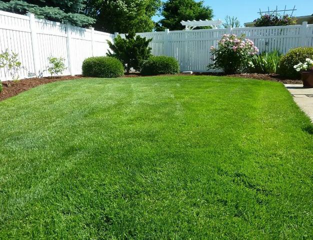 Choosing the Right Lawn Care Provider